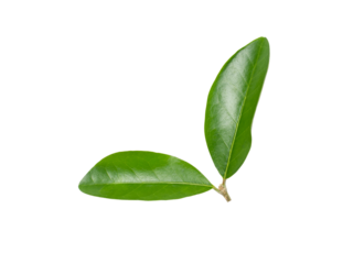 Acerola cherry leaf isolated