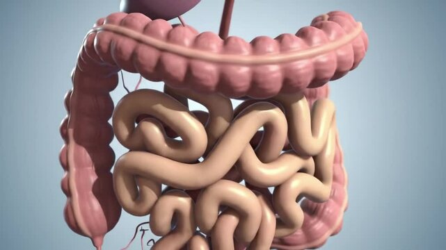 Exploration of the human digestive system dynamics and functions in a detailed animation