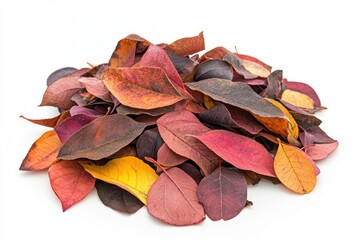 Isolated pile of colorful autumn leaves