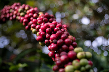  Ripe coffee on the vine with bokeh