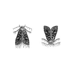 Dark cabbage moths hand drawing vector isolated on background.