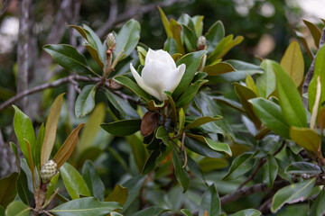 White magnolia flower in bloom surrounded by glossy green leaves © Nick