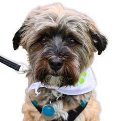 Shaggy Terrier Mix with Bandana on White Background