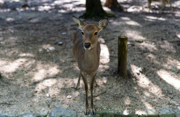 Deer looking straight in the camera at Nara Park, Japan