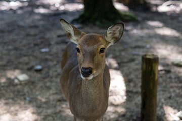 Close-up Deer in Nara Park, Japan