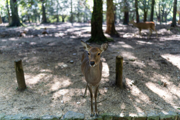 Deer looking straight in the camera at Nara Park, Japan