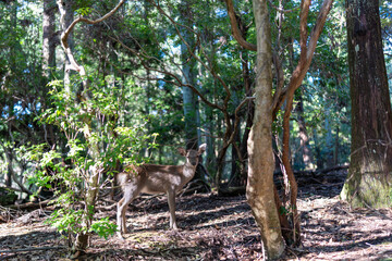 Deer  walking between the trees in Nara Park, Japan