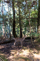 Deer  walking between the trees in Nara Park, Japan