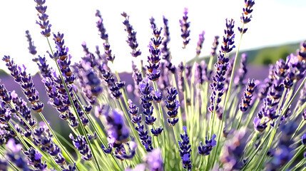 Naklejka premium A charming watercolor painting of a countryside lavend 69c19871 ad65 4324 a0c1 bba0a9d47d2d 0.png