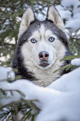Close-up Portrait of Siberian Husky Surrounded by Snow-Covered Pine Branches – Arctic Winter Theme.