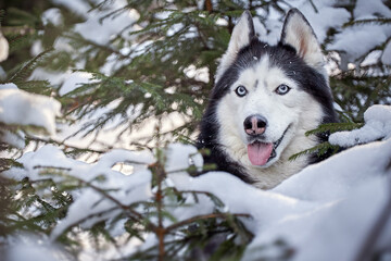 Majestic Siberian Husky in Snowy Pine Forest – Winter Dog Portrait with Intense Blue Eyes.