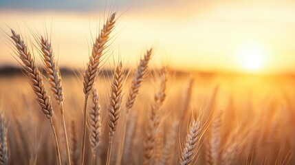 Naklejka premium Golden Wheat Field at Sunset with Vibrant Sky and Warm Light