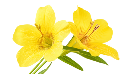 Oenothera Speciosa with Specks of Pollen