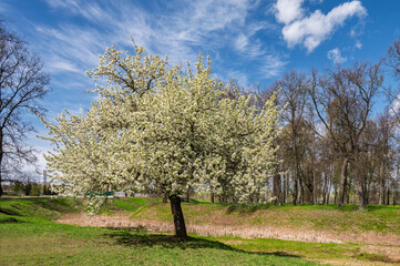 Obraz premium Blooming apple tree in the spring park.