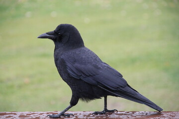 raven on a table in a light mist