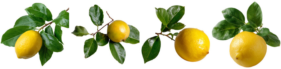 Bright yellow lemons attached to green leaves are displayed on a transparent background, showcasing their freshness and vibrant color ideal for culinary uses