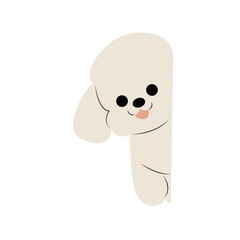 Cute White Poodle Peeking Corner