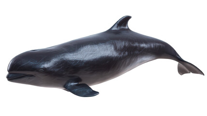 Naklejka premium Detailed False Killer Whale Close-Up on White Transparent Background