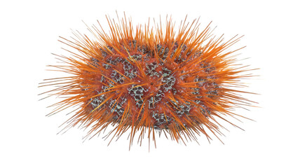 Detailed Sea Urchin Close-Up on White Transparent Background