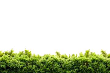 Lush green hedge line against black background