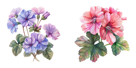 beautiful geranium flowers watercolor vector illustration