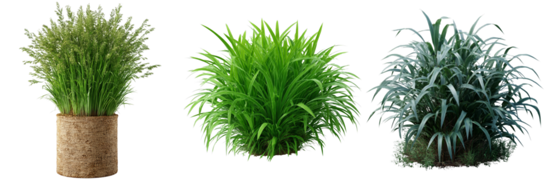 Lush green plants in varied styles and textures, perfect for enhancing any space. Each plant has a unique appearance, suitable for decoration or digital use