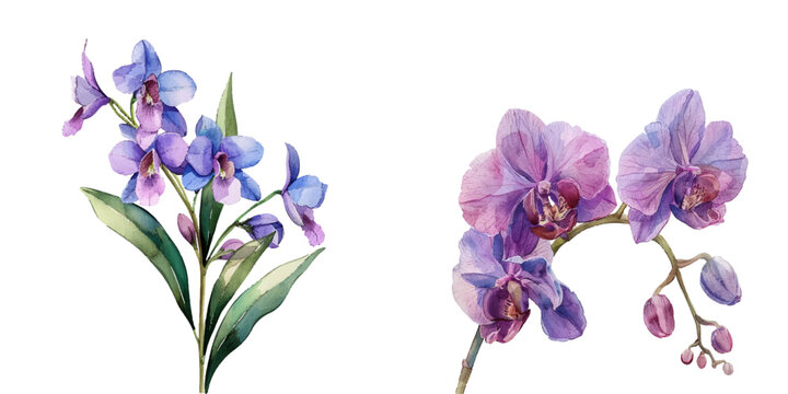 beautiful orchid watercolor vector illustration