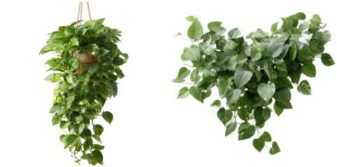 Lush indoor plant displays trailing green leaves, elegantly hanging from a jute pot. Perfect for brightening living spaces or enhancing home decor