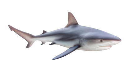 Naklejka premium Realistic Galapagos Shark Isolated on White Transparent Background