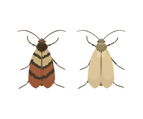 Indian Meal Moth and Casemaking Clothes Moth Comparison
