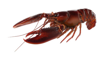 Realistic Lobster Isolated on White Transparent Background