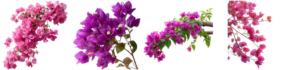 This collection features various bougainvillea flowers showcasing rich pink and purple hues, isolated for easy use in design projects or backgrounds