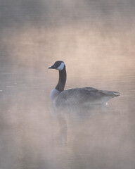 Canada goose swimming on the foggy lake at sunrise