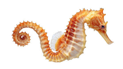 Obraz premium Seahorse Realistic Illustration on White Transparent Background