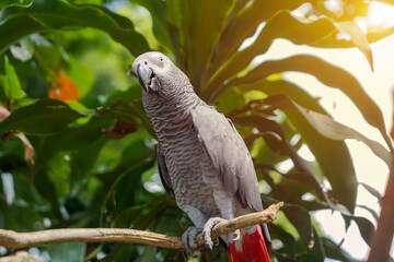 African Grey Parrot Perched on Tree Branch in Natural Outdoor Habitat with Tropical Background