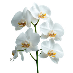Beautiful white orchid flowers blooming on black background stock photo on transparent background