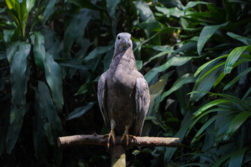 Dark-Plumaged Eagle Perched on Branch in Lush Tropical Habitat