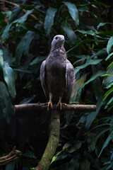 Dark-Plumaged Eagle Perched on Branch in Lush Tropical Habitat