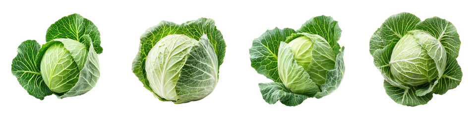 Obraz premium Four fresh green cabbages on a white background.