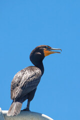 Close up view of Cormorant bird against blue sky in Florida looking for fish