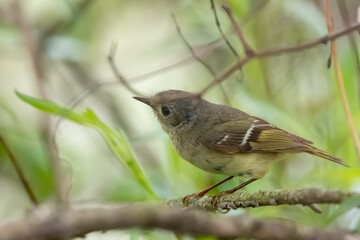 The ruby-crowned kinglet on the tree branch typically migrates in the month of May through midwest.