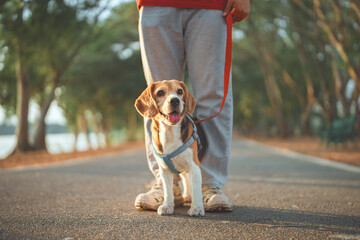 Happy Beagle dog on leash standing beside owner ready for evening walk or jog in park – pet and...