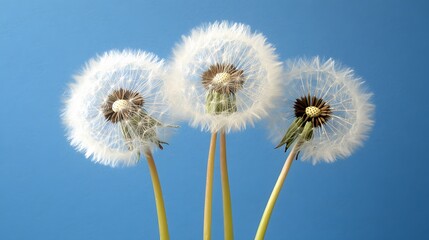 Naklejka premium Three dandelion seeds against a vibrant backdrop.
