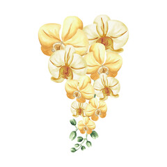 Yellow orchid flowers on branch watercolor illustration isolated. Exotic tropical blooming plant for design of spring jungle. Hand drawn phalaenopsis twig in realistic botanical style. Floral clipart.