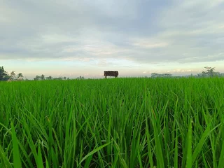 Selbstklebende Fototapeten A tranquil landscape photograph of a lush green rice field under a cloudy sky with a small wooden hut in the distance © Yayagisawa