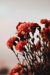 Delicate carnation blossoms in soft light for natural beauty and floral design inspiration