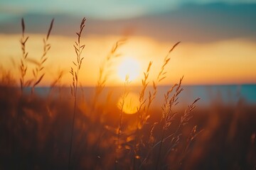 Fototapeta premium Beautiful sunset over the sea, dunes, and grass on the sandy beach in Germany during the summer. Stunning natural landscape with a view of the sun setting behind the ocean water. Shallow depth of fiel
