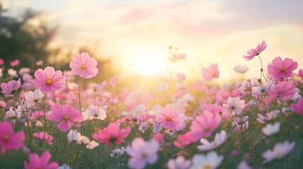 Fototapeta premium Colorful Cosmos Flowers Bloom in a Vibrant Field During Sunset, Showcasing Nature's Beauty in Late Summer