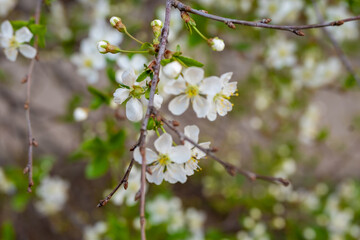 Beautiful white flowers on the branches close-up. Blooming cherry. Spring.