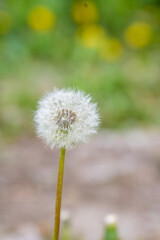 dandelion seeds fly from a flower on a dark blue background. botany and bloom growth propagation.